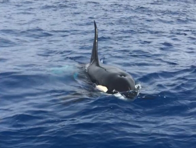 orca2-flipper-uno-400x301