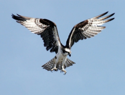 osprey-67786_1280-400x305