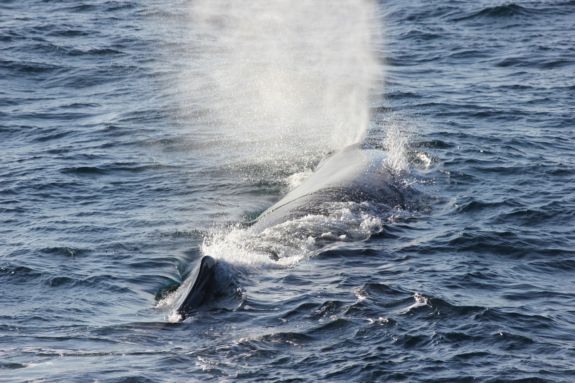 spermwhale